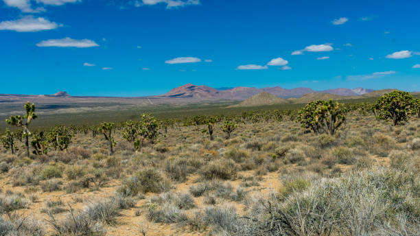 istock Joshua Trees in Mojave National Preserve 1471321762