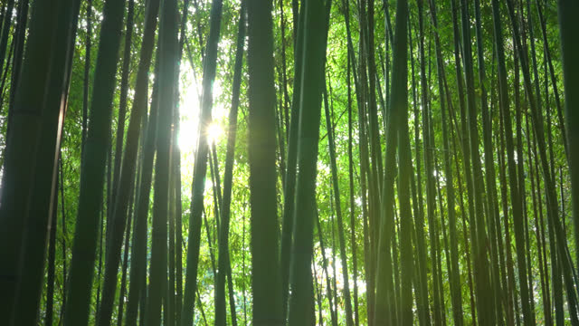 beautiful bamboo forest