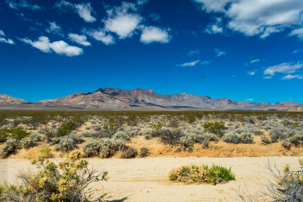 Mojave National Preserve in Winter, California, USA