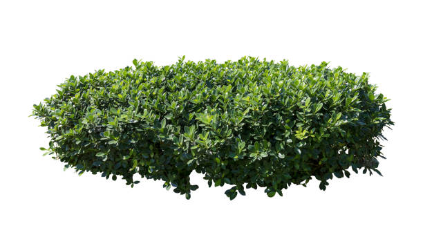 tropischer pflanzenblumenbusch-strauchbaum isoliert auf weißem hintergrund mit schnittpfad - hecke stock-fotos und bilder