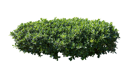 Tropical plant flower bush shrub tree isolated on white background with clipping path