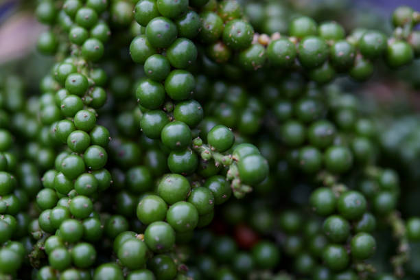 istock Pile of fresh peppercorns 1471325182