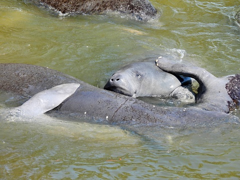 Manatees gathered together in a lagoon