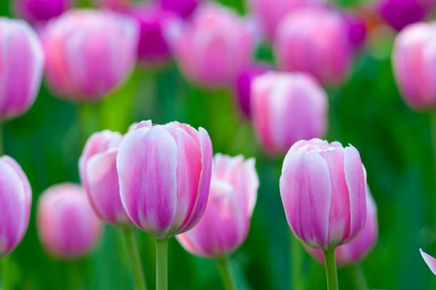 istock beautiful pink tulip 1471331986
