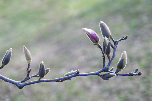 Magnolia blooms