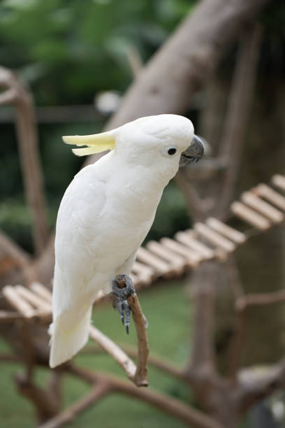 istock White Cockatoo or Kakatua Putih 1471333546