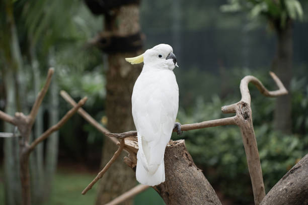 istock White Cockatoo or Kakatua Putih 1471333552