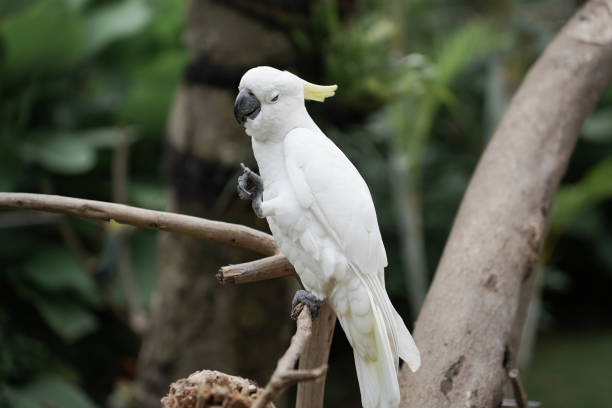White Cockatoo or Kakatua Putih