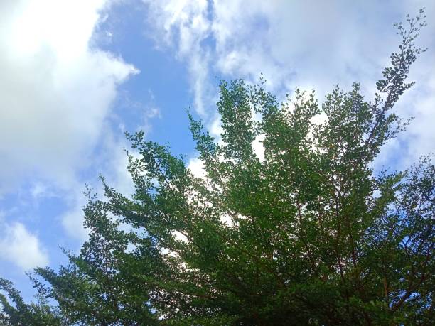 istock terminalia evorensis tree or ketapang kencana 1471336469