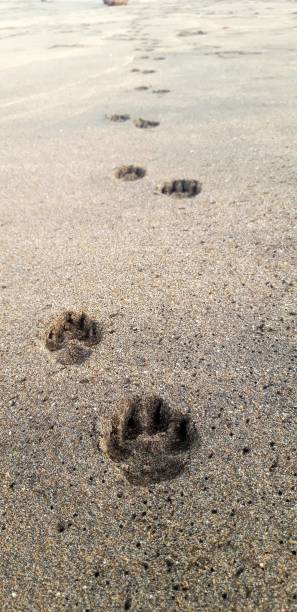 istock Dog step or dog footprint 1471336577