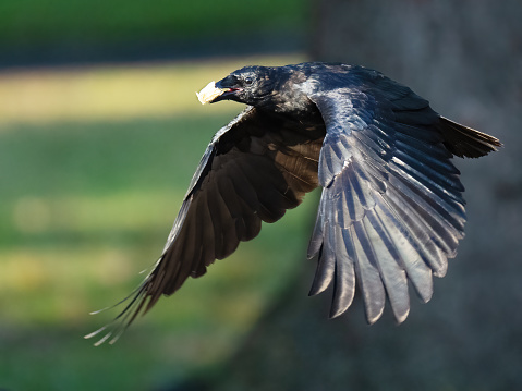 American Crow in Flight with Peanut in Mouth