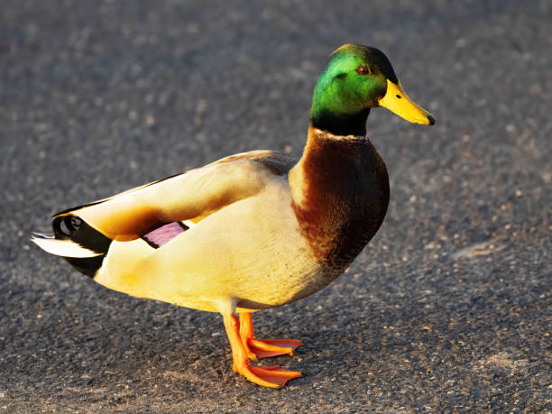 istock Male Mallard Duck 1471337365