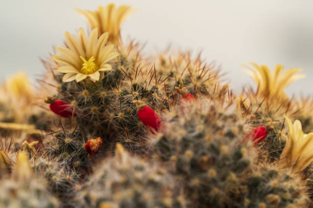 istock yellow flowers on a cactus 1471337624