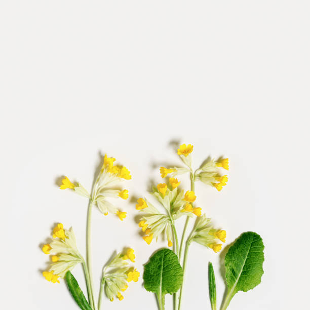 istock Spring primroses flowers creative flatlay on white background, yellow wild flower Primula veris and green leaf, nature design minimal botanical card, top view field blooms 1471339938