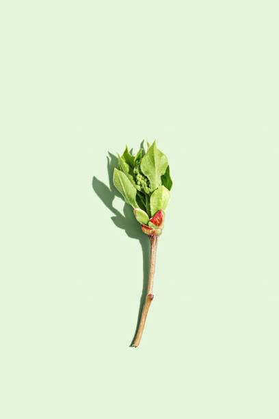 istock Top view green leaf at sunlight in minimal style on pastel green background. Natural tree branch of lilac with new spring leaves, monochrome photo, botanical nature design poster, spring flat lay 1471339977