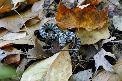 Baby Fox snake found between autumn color leaves on the forest ground outside of Merrill, Wisconsin