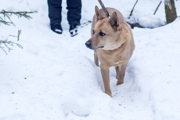 istock Outbred dog on a winter walk in a snowy forest on a leash. 1471344271
