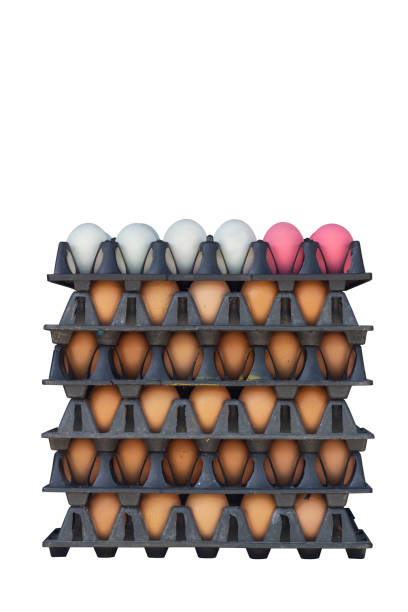 Stacked of egg, salted egg and century egg or preserved egg in a plastic tray for sale in the market isolated on white background included clipping path.
