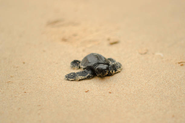 baby-schildkröten - turtle young animal beach sea life stock-fotos und bilder