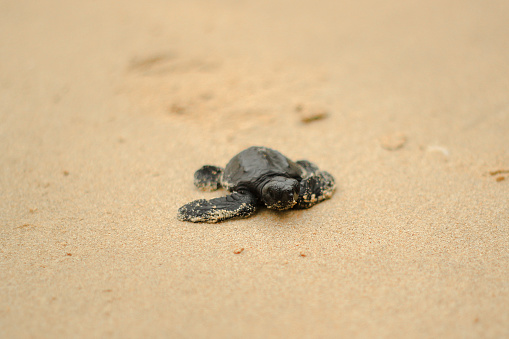 baby turtles who want to return to the ocean