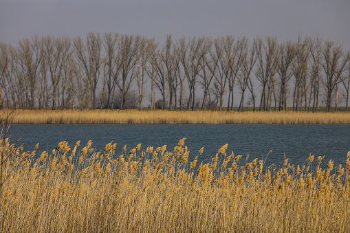 Early spring landscape with trees in the background, river in the middle and dry reeds in the foreground.