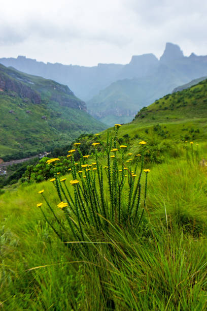 The  sentinel of the Amphitheater in the Drakensberg mountains of South Africa on a misty rainy day with yellow wildflowers in the foreground. The  sentinel of the Amphitheater in the Drakensberg mountains of South Africa on a misty rainy day with yellow wildflowers in the foreground. These iconic cliffs and peaks of the Drakensberg Mountains formed due to the combination of the Jurassic period large flood basalt during the break-up of the Gondwana Supercontinent and erosion from the later uplift of the African Continent. drakensberg flower mountain south africa stock pictures, royalty-free photos & images