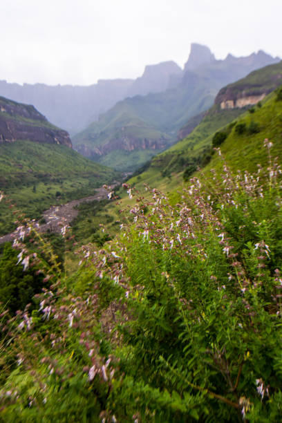 A meadow of wildflowers, with the majestic cliffs of the Amphitheater in the Drakensberg of South Africa rising in the background. These iconic cliffs and peaks of the Drakensberg Mountains formed due to the combination of the Jurassic period large flood basalt during the break-up of the Gondwana Supercontinent and erosion from the later uplift of the African Continent. drakensberg flower mountain south africa stock pictures, royalty-free photos & images