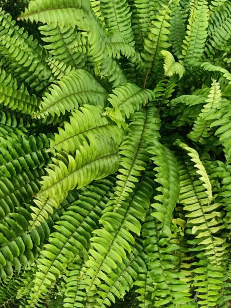 istock Fishbone fern plant 1471351895