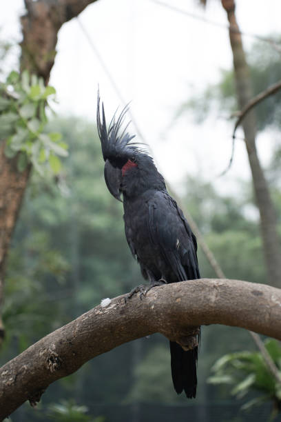istock Palm Cockatoo 1471352195