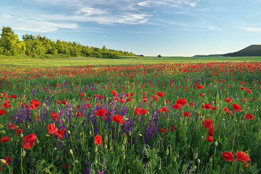 Spring flowers in meadow at sunset. Beautiful landscapes.