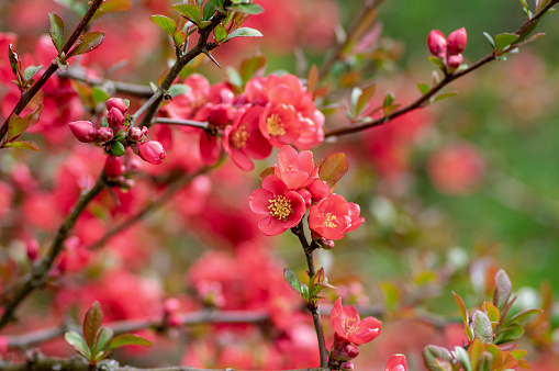 Chaenomeles japonica japanese maules quince flowering shrub, beautiful bright pink color flowers in bloom on springtime branches