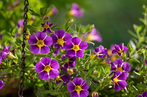 Viola plant violet flower in blossom arrangement isolated with copy space