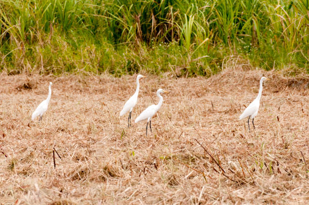 istock Intermediate egret in Post-harvest Sugar cane field 1471354597