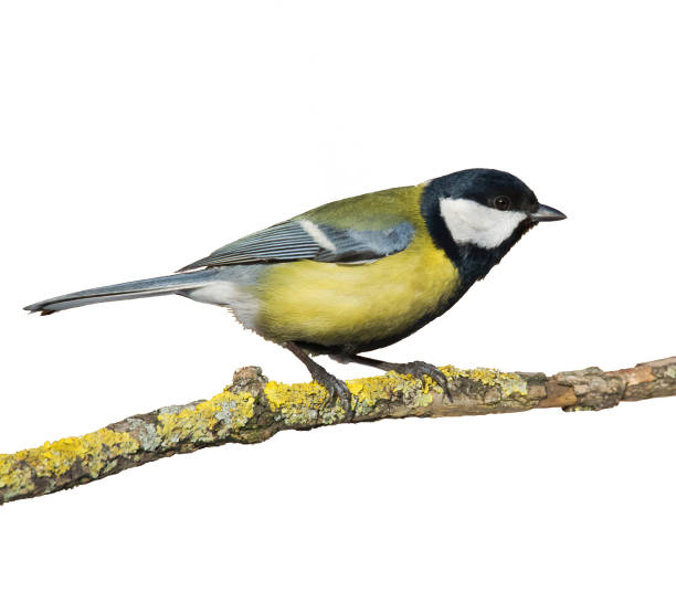istock Colorful great tit Parus major perched on a tree , bird isolated on white background 1471355303