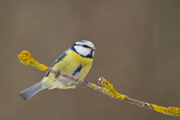 istock Bird - Bluetit on winter background, winter time Poland Europe 1471355868
