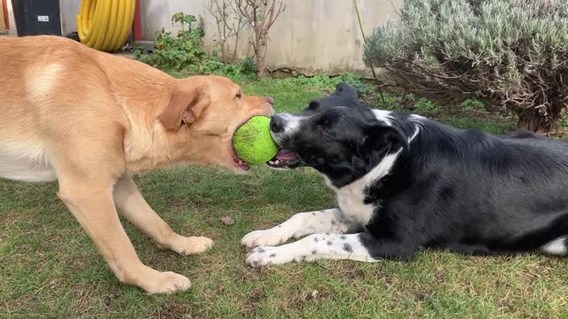 Mixed breed Golden Labrador and Border Collie playing tug of war in garden