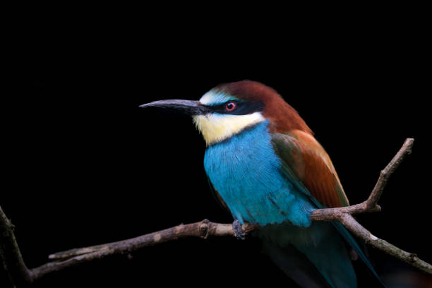 istock Bee-eater in front of black background 1471359075