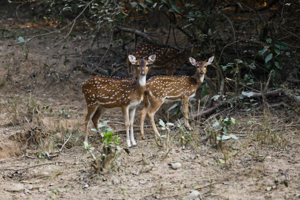 istock Spotted Deer Winter morning Corbett National Park 1471359803