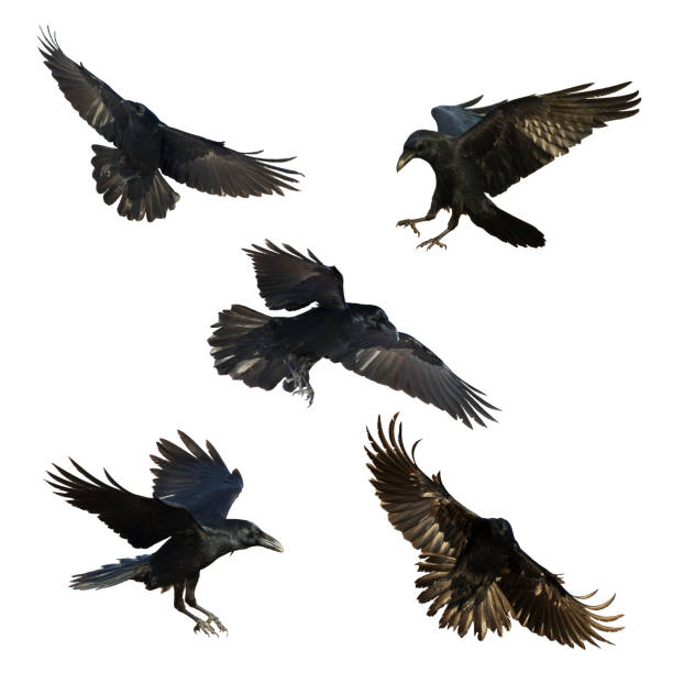 istock Birds flying ravens isolated on white background Corvus corax. Halloween 1471361413