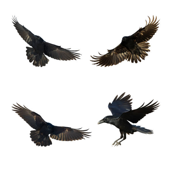 istock Birds flying ravens isolated on white background Corvus corax. Halloween 1471361415
