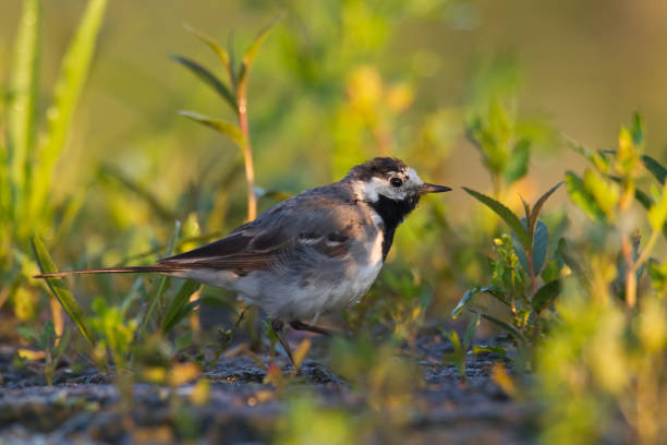 istock Bird white wagtail Motacilla alba small bird with long tail on blurred background, Poland Europe 1471361573