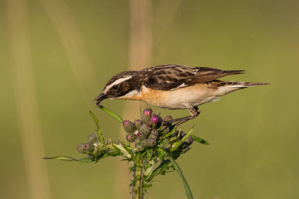 vogel braunkehlchen saxicola rubetra - vogel sitzt auf dem unkraut, männchen, erstaunlicher hintergrund mit warmem licht sommerzeit polen, europa - whinchat stock-fotos und bilder