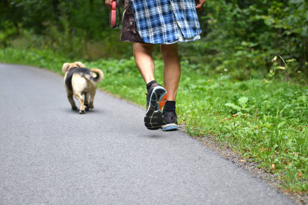 A dog runs around the legs of hikers in nature on a hike stock photo