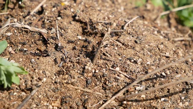 Small black ants carry pebbles, twigs and food to the entrance to the anthill on a sunny spring day. Well-coordinated collective work of insects.