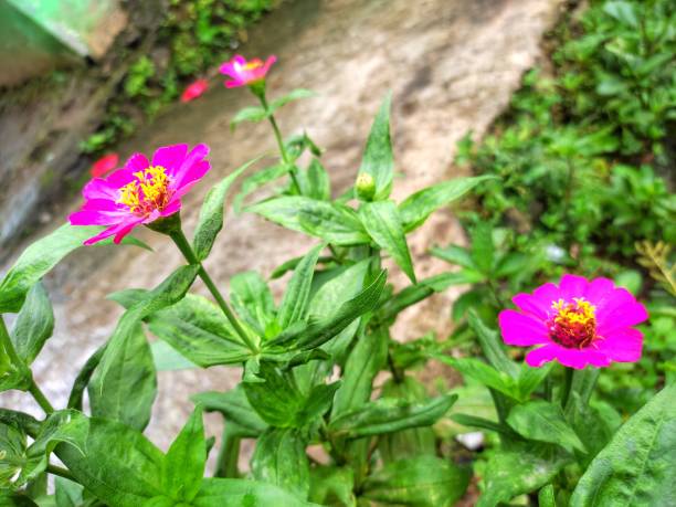 istock zinnia or also known as paper flower 1471367054