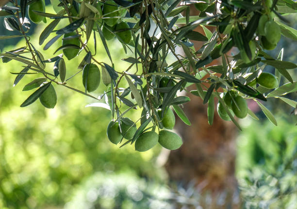 istock Olive fruits on the tree 1471369732