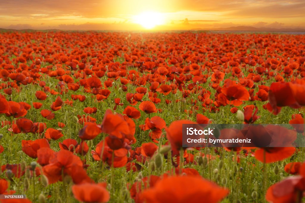 Poppies at sunset Tranquility Stock Photo