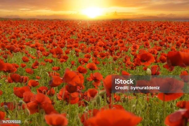 Poppies At Sunset Stock Photo - Download Image Now - Tranquility, Veteran, War
