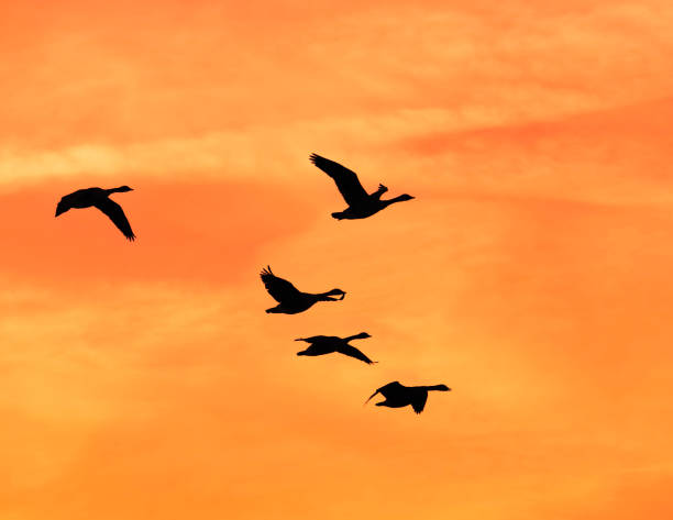 istock Geese flying against a sunset sky. 1471370557
