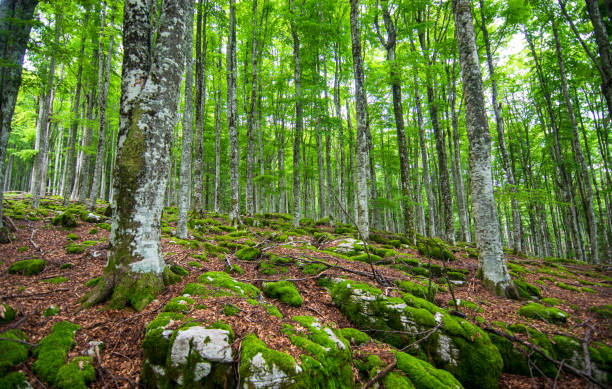 istock the forest comes back to life in spring 1471370776
